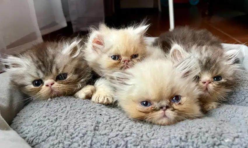 kitten peaknose