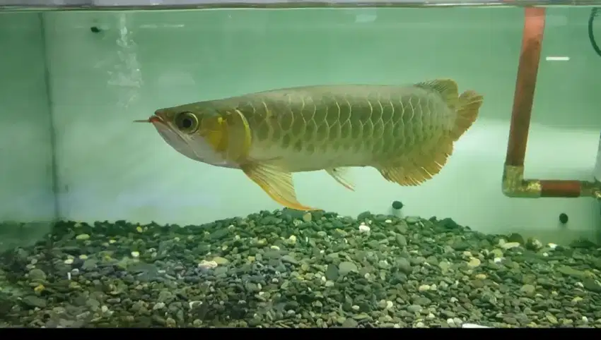 Ikan arwana super red