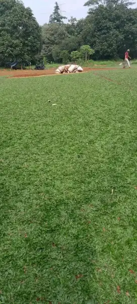 Jual rumput gajah mini