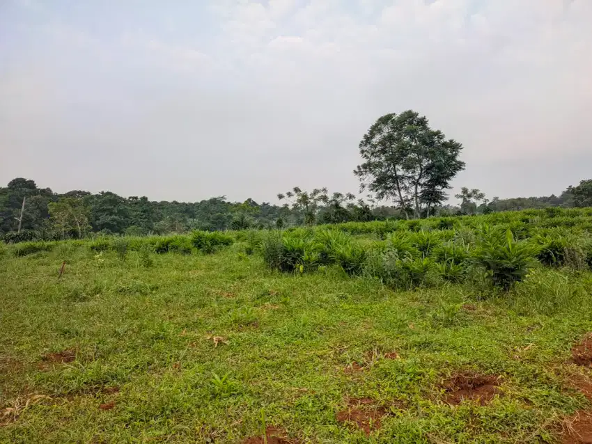 Disewakan Tanah di area prospektif Sukamakmur, Bogor.