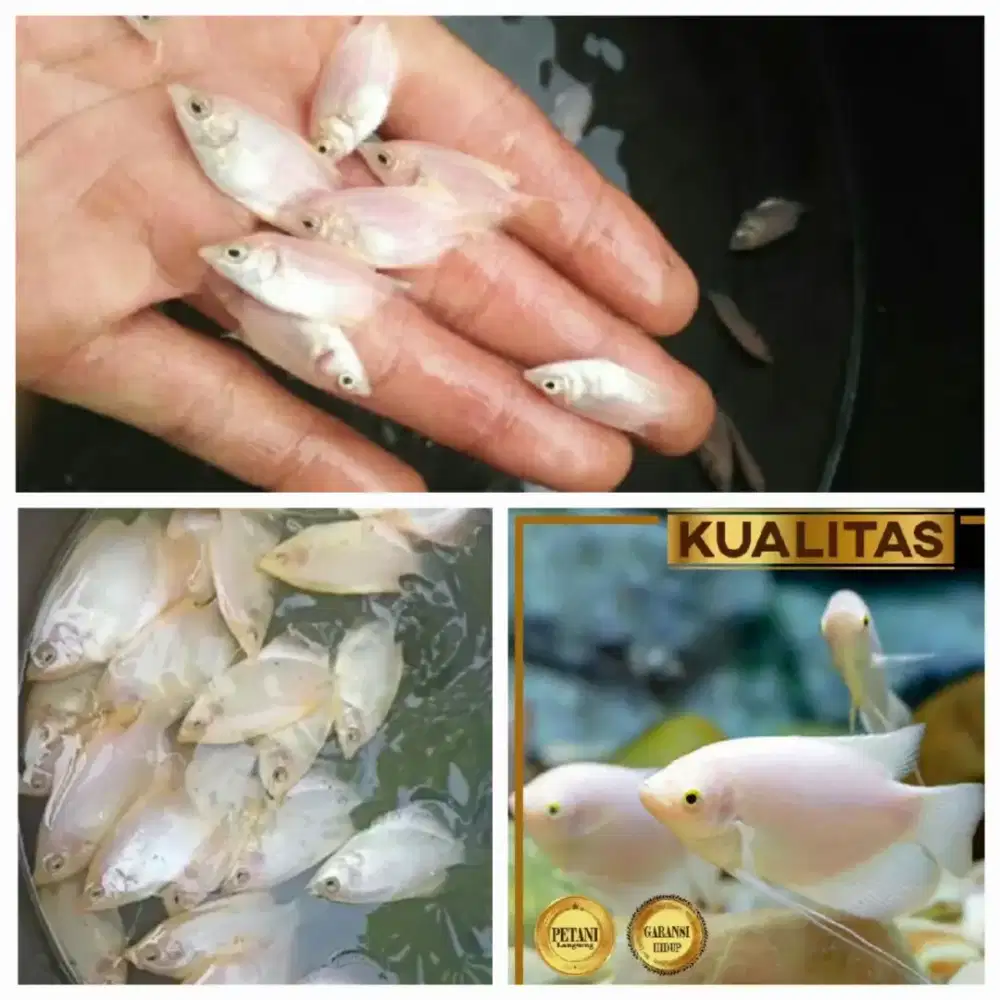 Gurame padang isi 20ekor ukuran ngramo