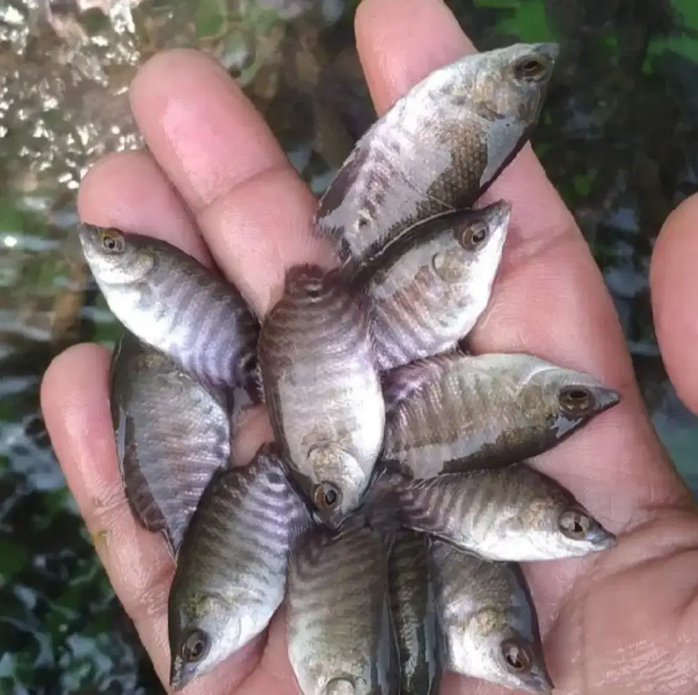 Bibit gurame isi 50 ukuran ngorek gas