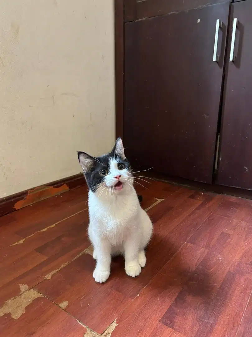 British Shorthair Bicolor Black