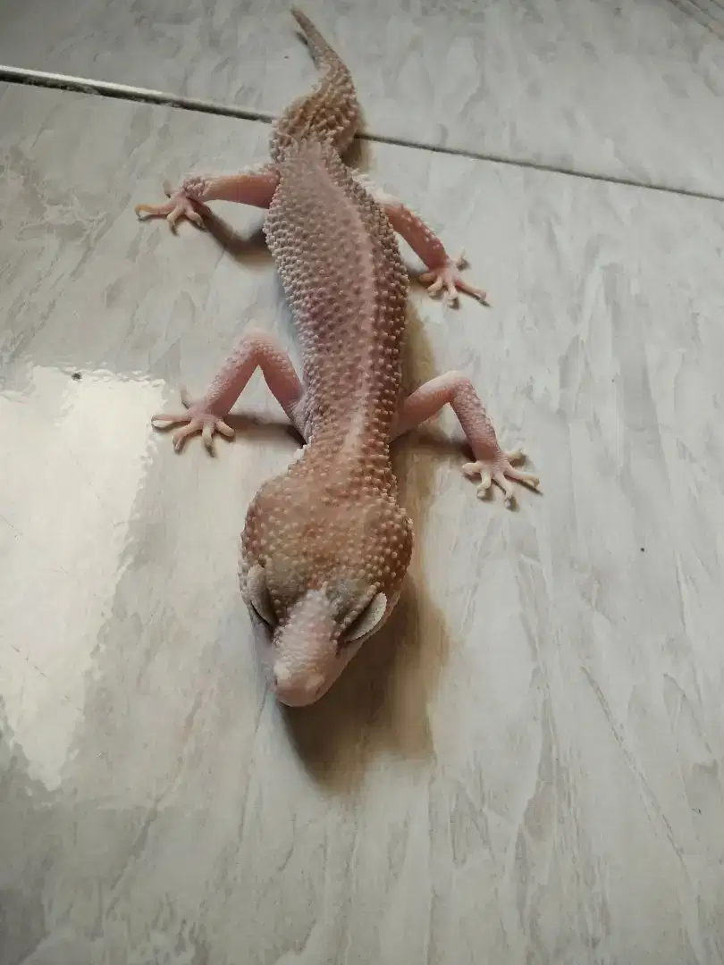 Leopard gecko indukan (data lengkap)
