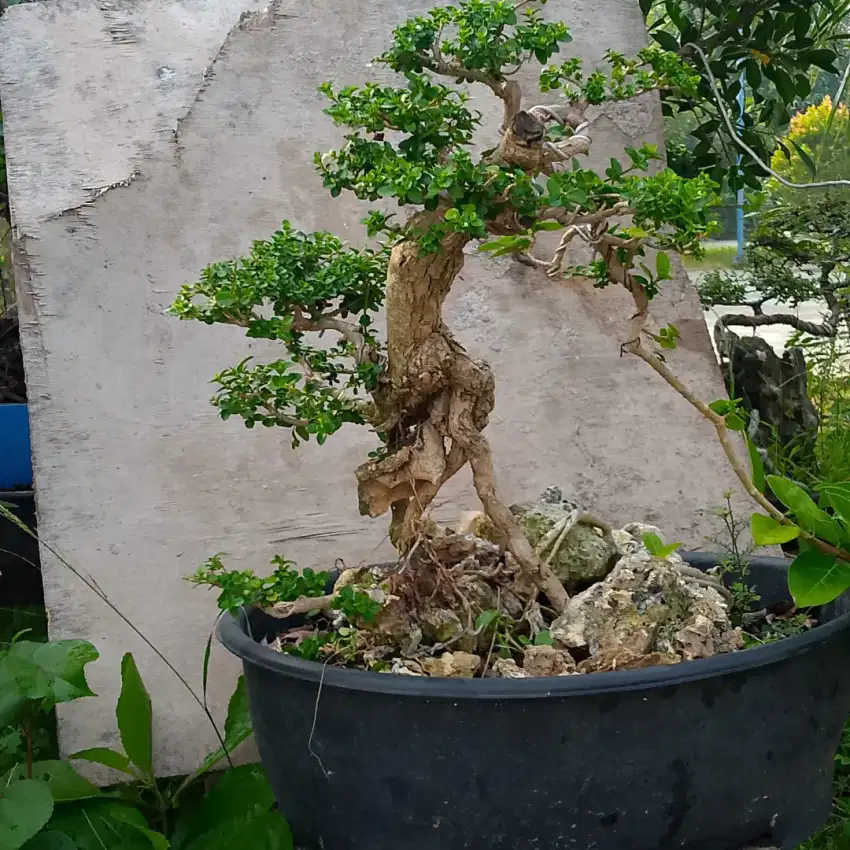 Bonsai Sancang Mikro Eksotis