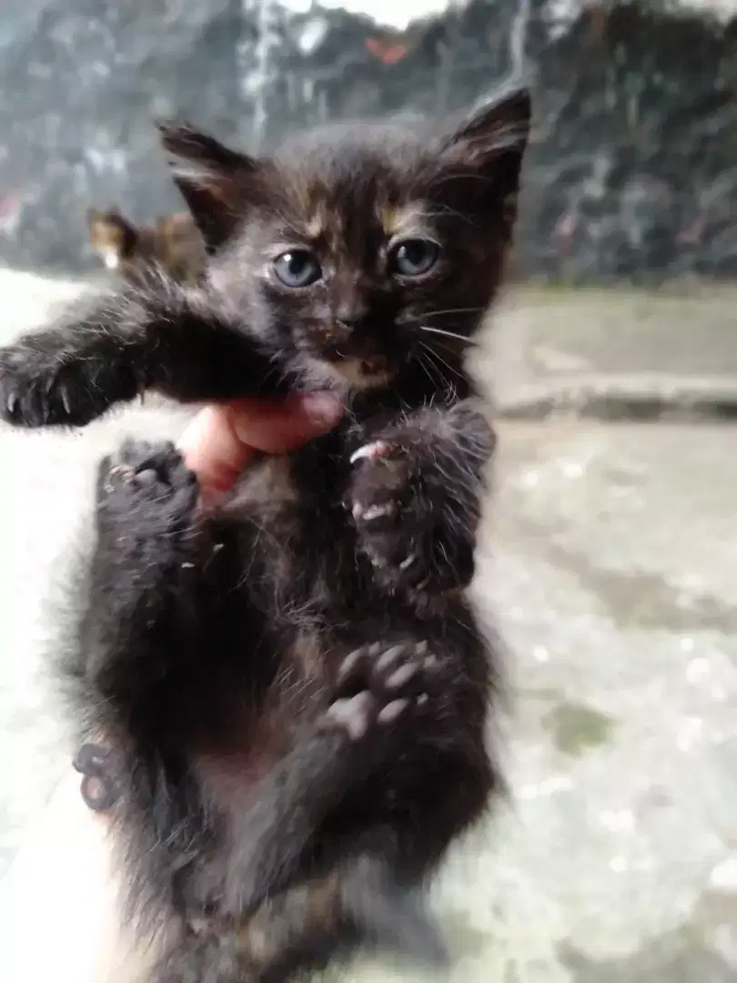 Open adopt kitten