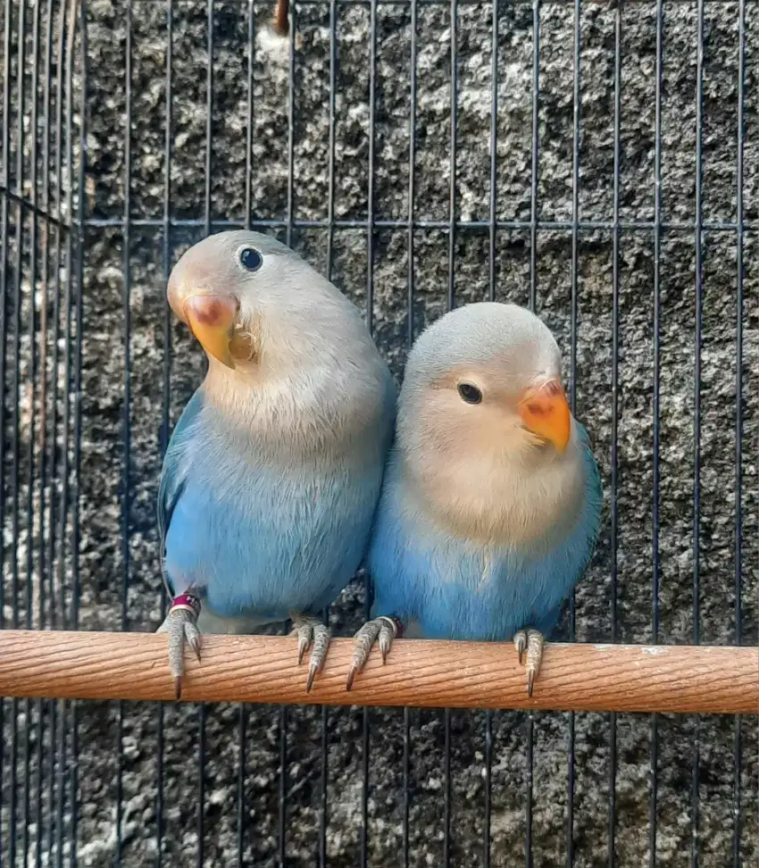 Lovebird sepasang Non Klep Biru Non Opaline bagus ring