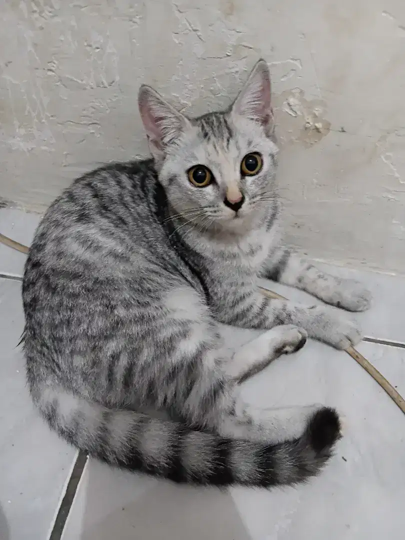Dijual cepat kucing ras Persia x BSH x Anggora