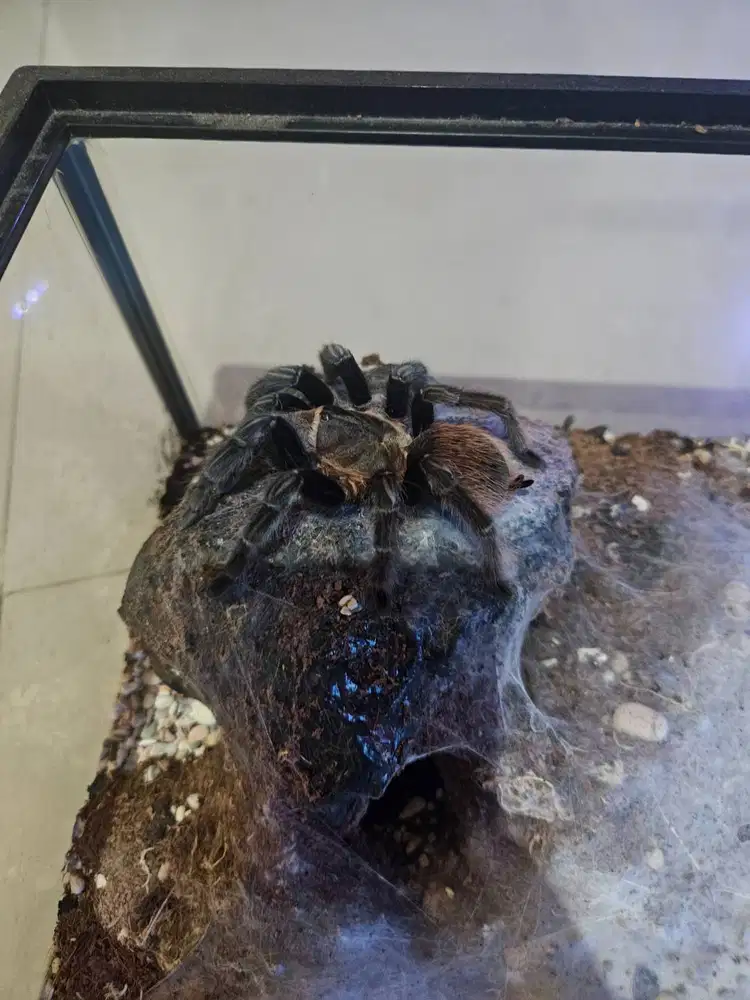 Tarantula Vagans Female Adult
