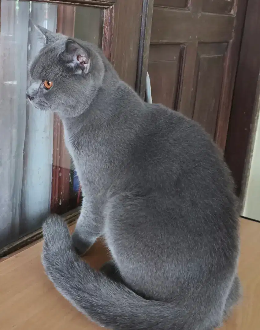 British sort haïr jantan kitten 7 bulan