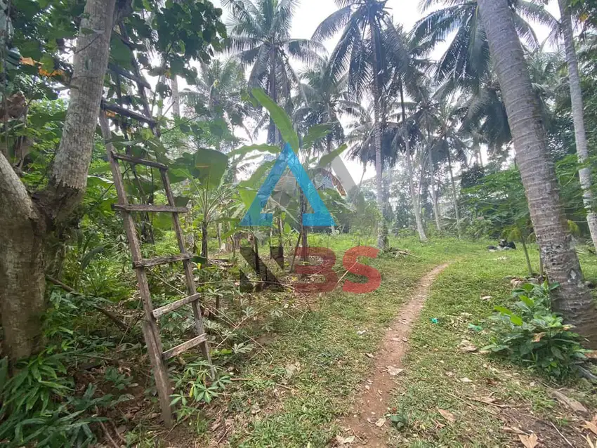 dijual tanah lokasi ubud , cocok untuk bangun villa view jungle