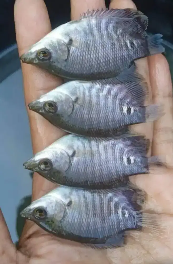 Jual bibit ikan gurame soang ikan Redy yg minat cat WA