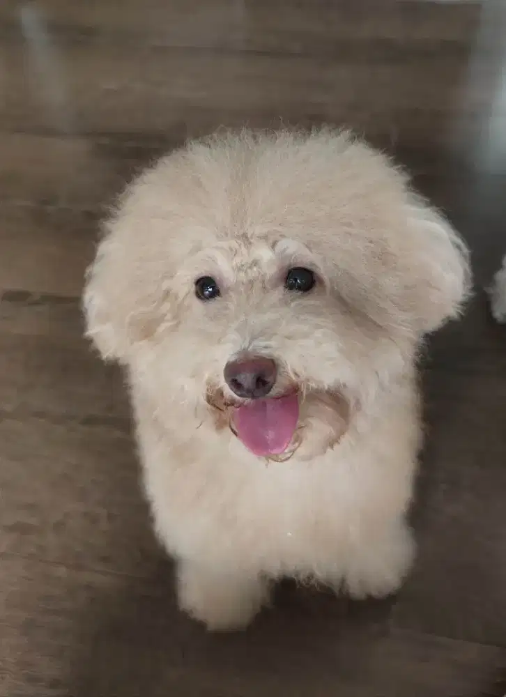 Toy Poodle pure
