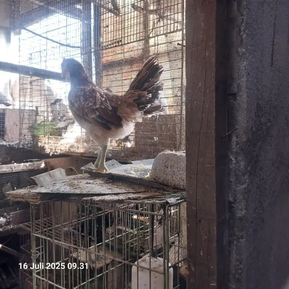 Dijual indukan ayam ketawa bkn kandang kalkun angsa pelung serama kate