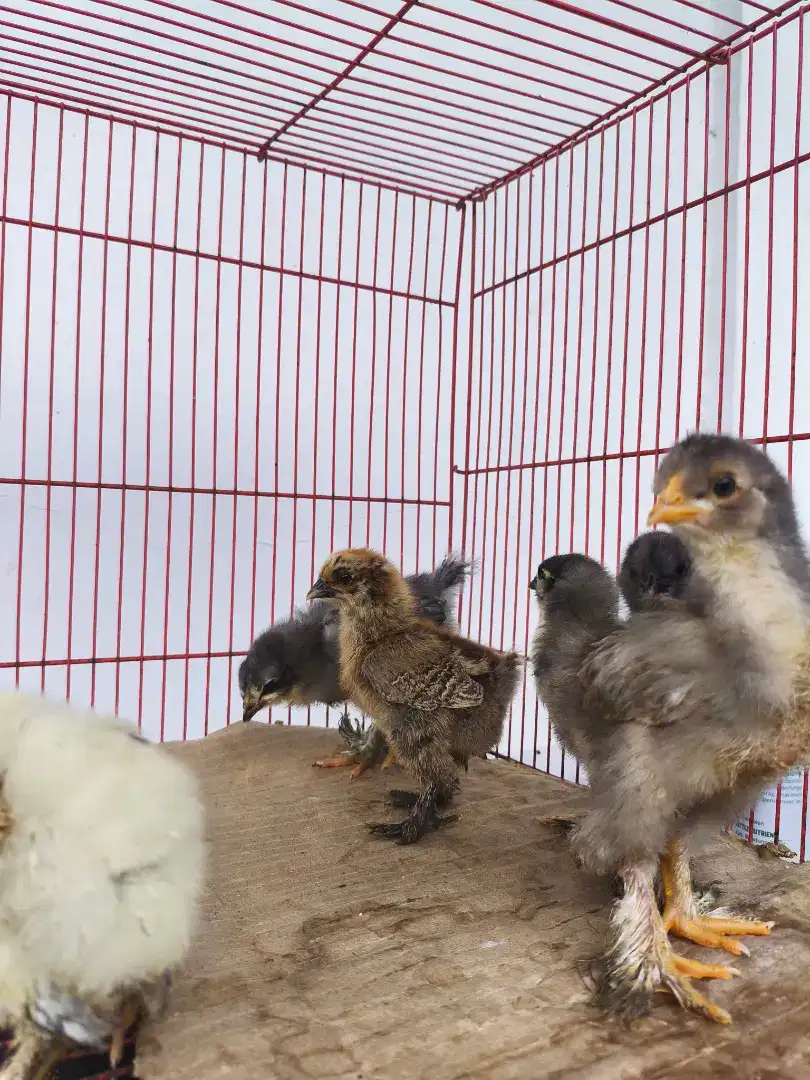 (6 Ekor) Ayam Brahma DoC 2 Minggu