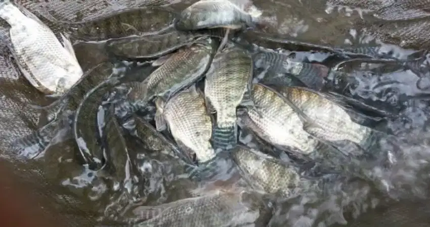 Ikan mujair hidup