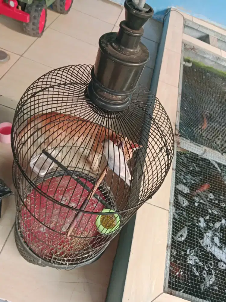 Burung love Bird & kandang