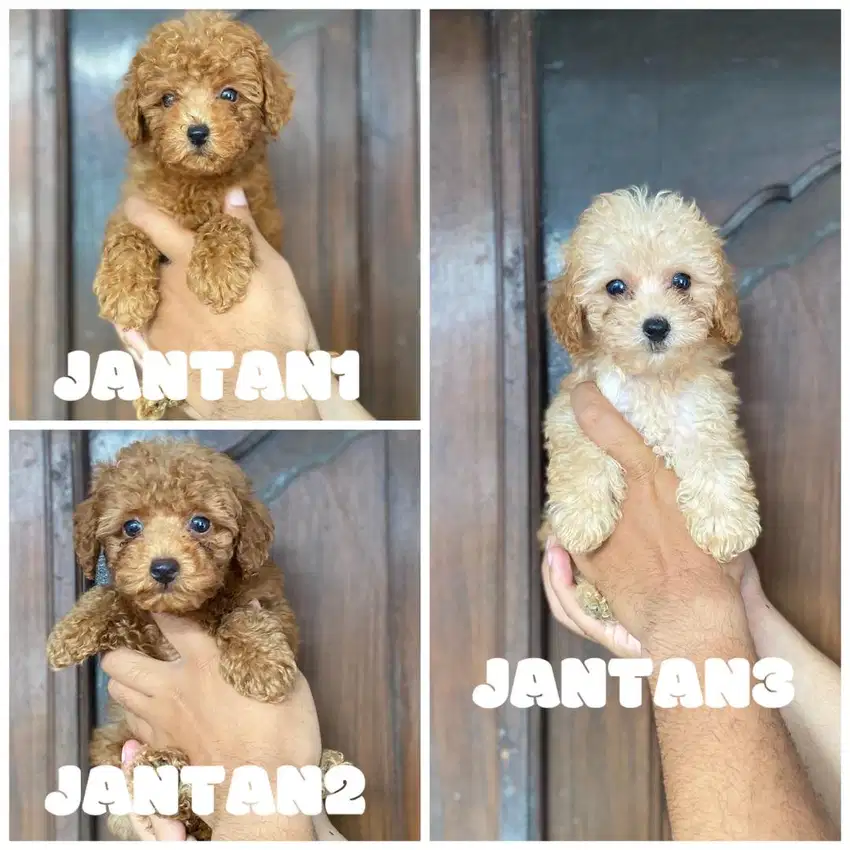 Tiny poodle murmer
