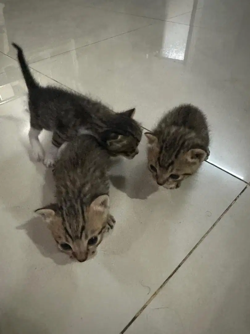 Adopsi anak kucing