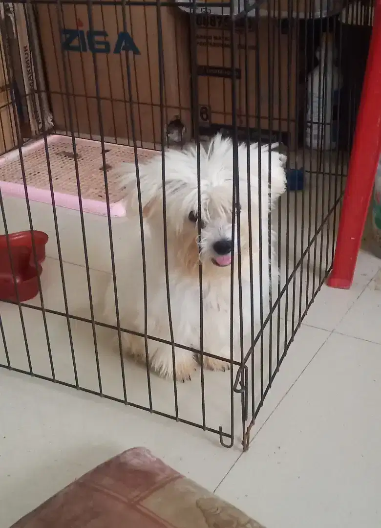 Anak anjing Malthizu Free ongkir