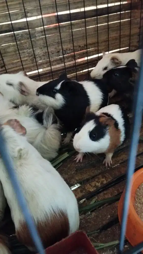 Marmut hias dan lokal guinea pig