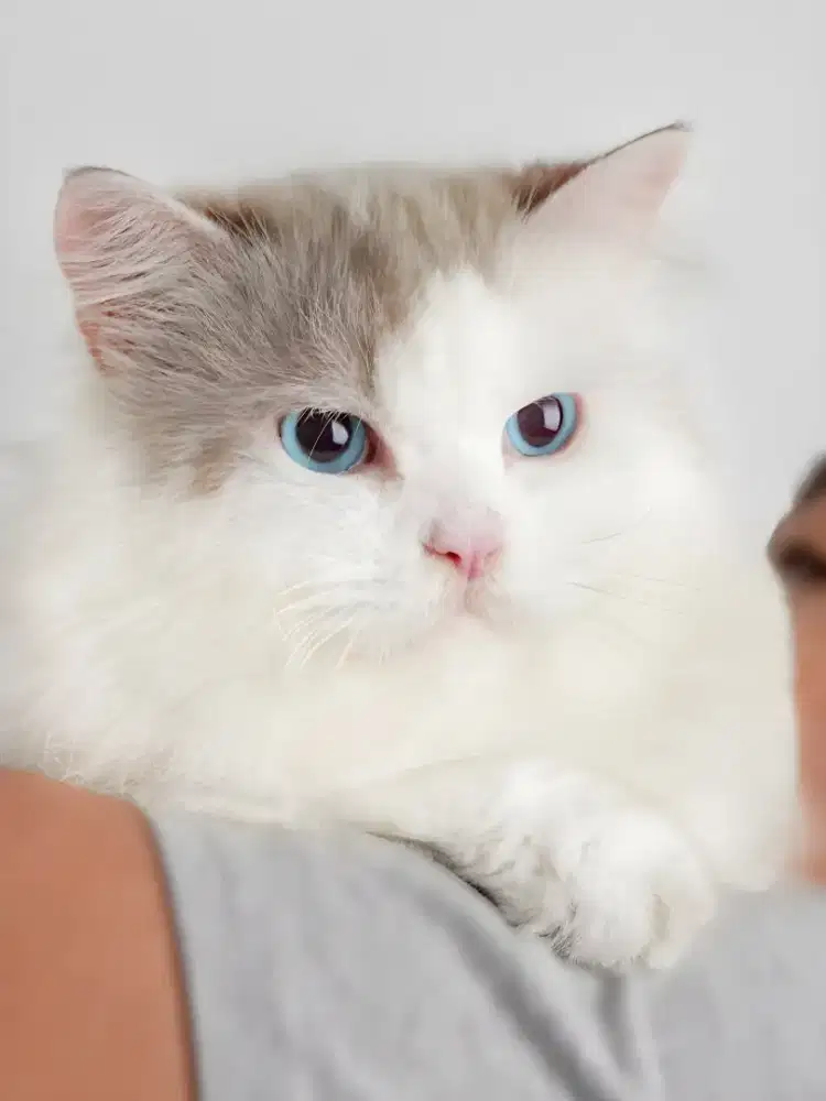 Pacak RAGDOLL mata biru garansi