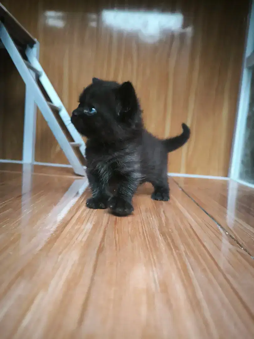 Kitten Munchkin Jantan hitam