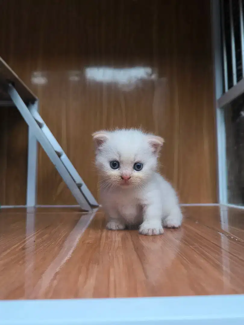 Kitten Munchkin Gaelic Fold Betina