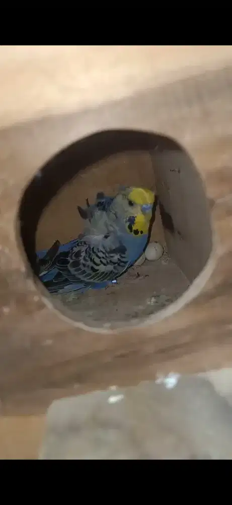 Parkit Hagoromo - Parkit Sakura Jepang