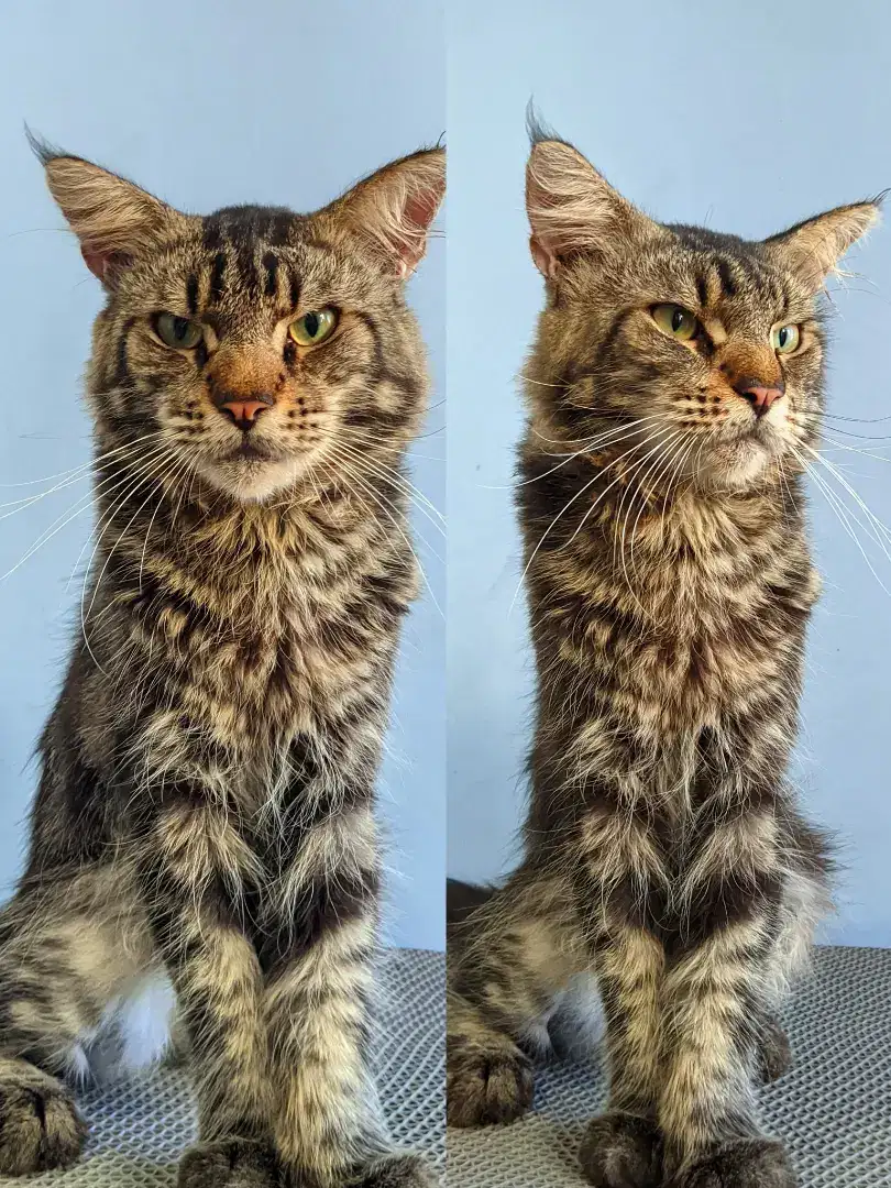 Mainecoon Male Jantan NP
