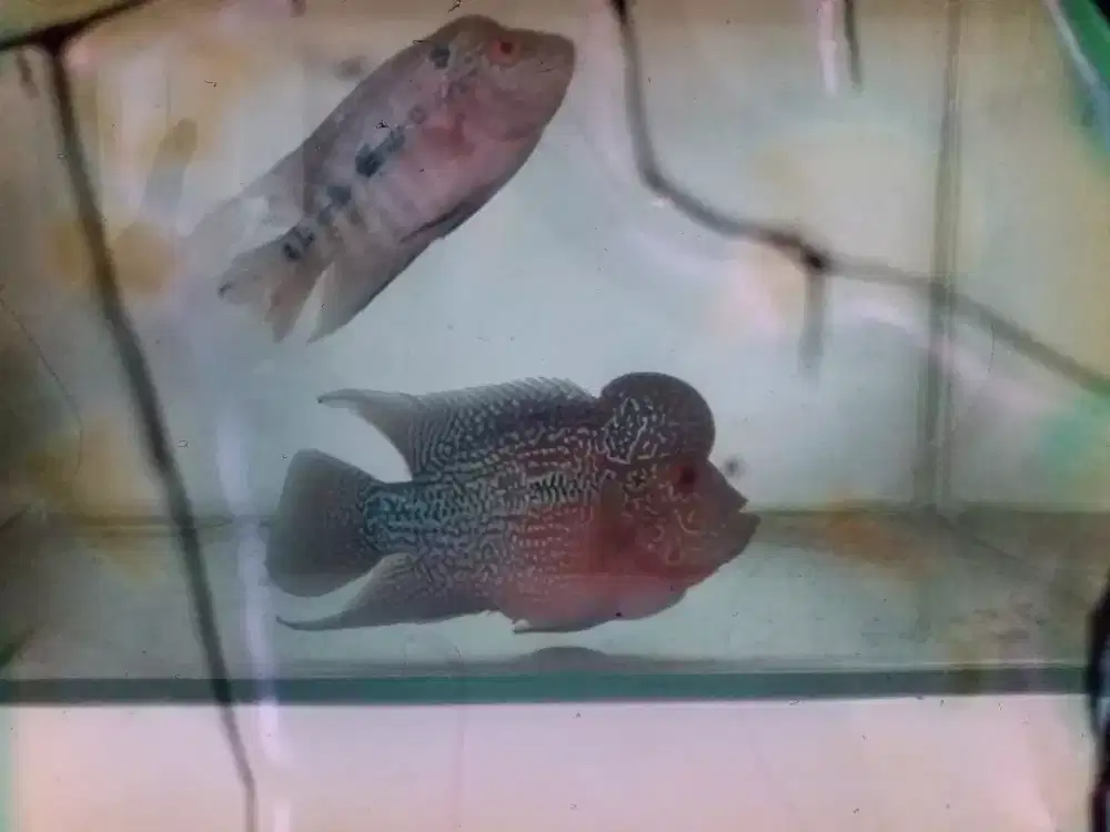 Ikan lohan srd spasang siap ternak..