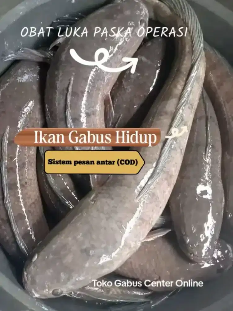 Ikan gabus alam