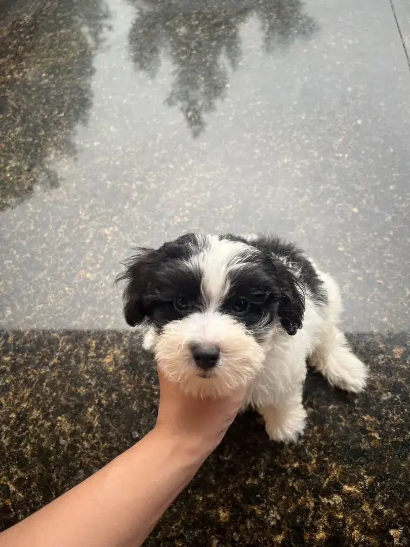 Maltese x poodle maltipoo anakan anjing