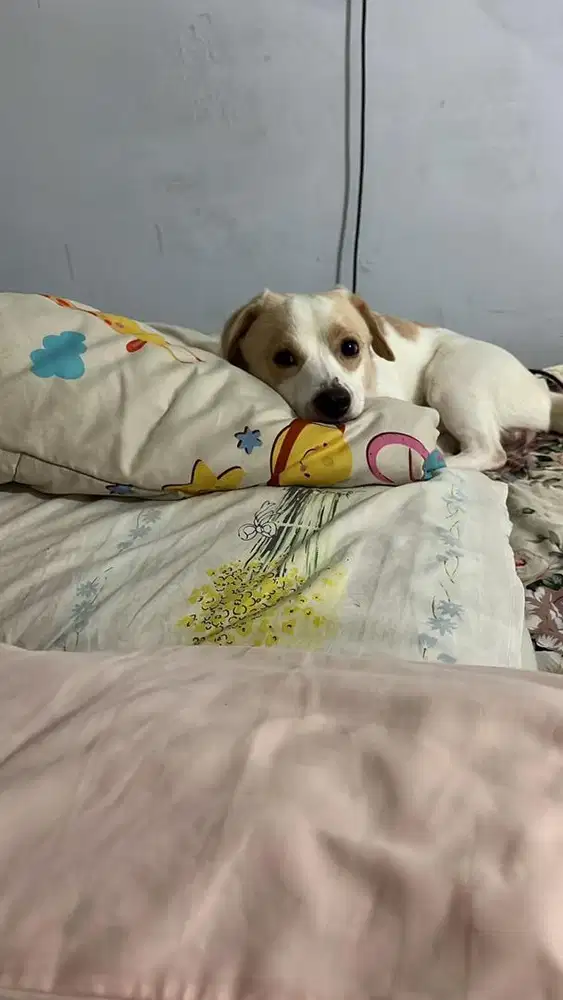 Anak anjing mix Beagle n Mini pomp