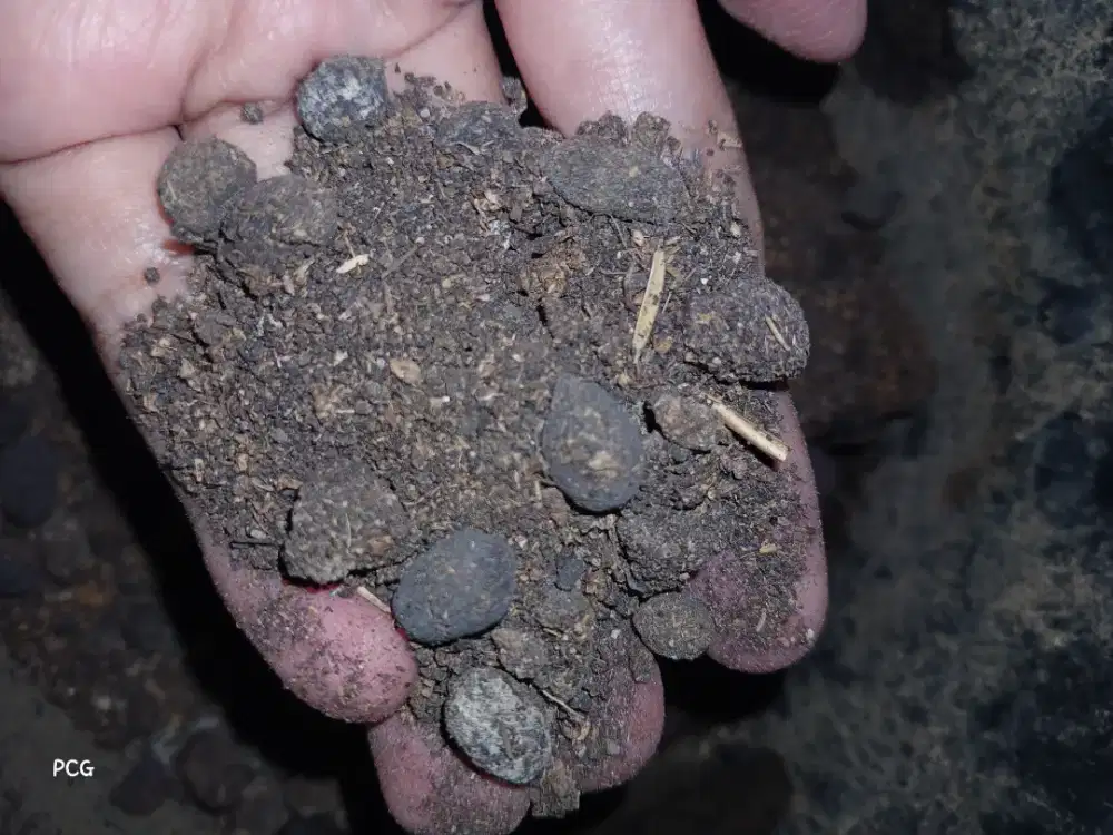 Kohe Srintil Fermentasi (Kohe Kambing)