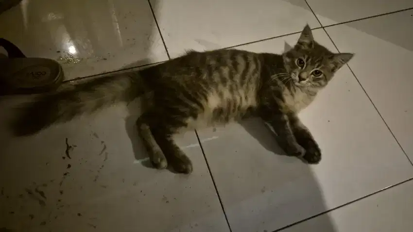 Anak kucing mixdom 3 bulan