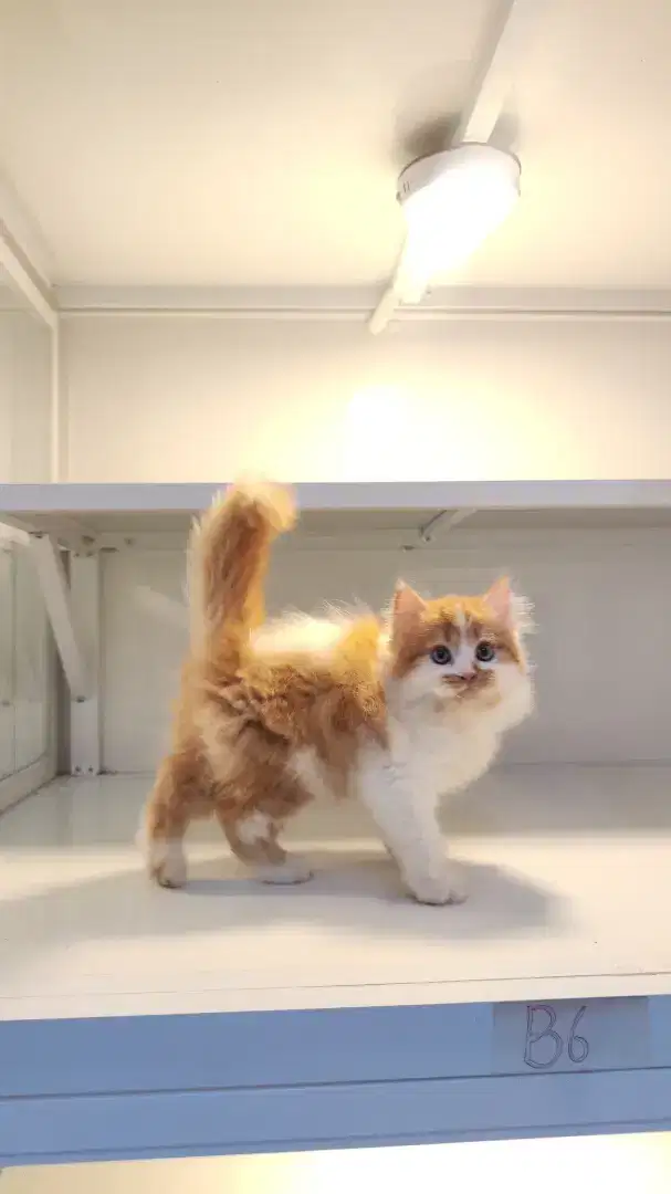 Kucing kitten persia longhair