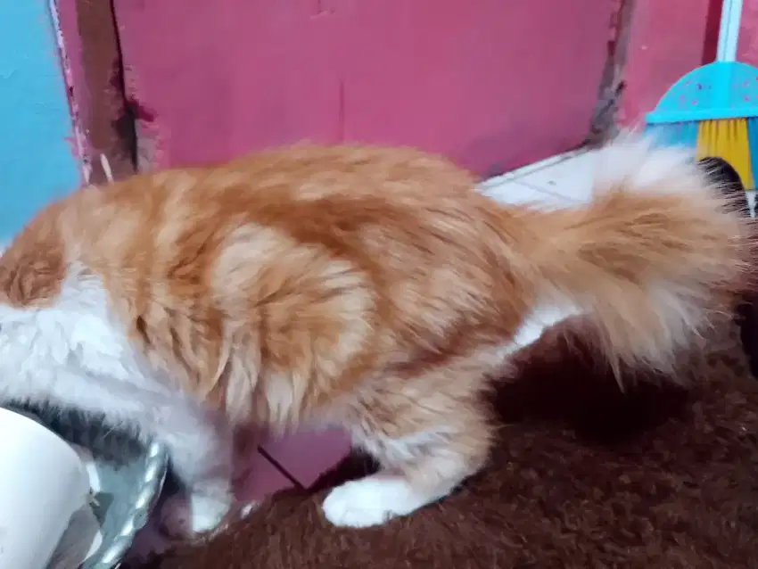 Kucing persia medium mix anggora bulu panjang tebal lebat