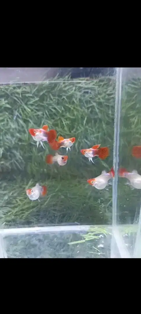Guppy koi ballon sb