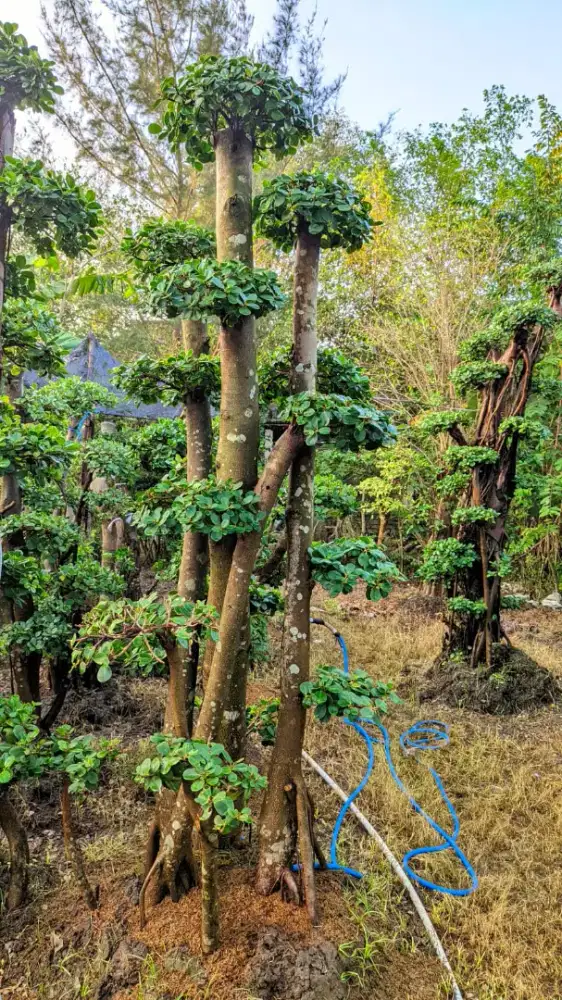 Bonsai dolar dan tanaman lindung