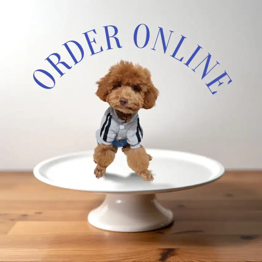 Anjing Poodle 3 bln  betina