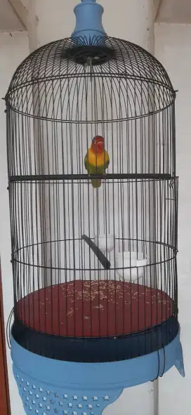 Lovebird betina prospekan