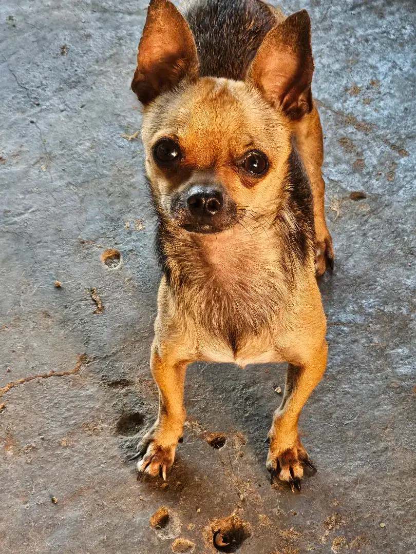 Chihuahua harga 3 ekor umur 1 tahunan