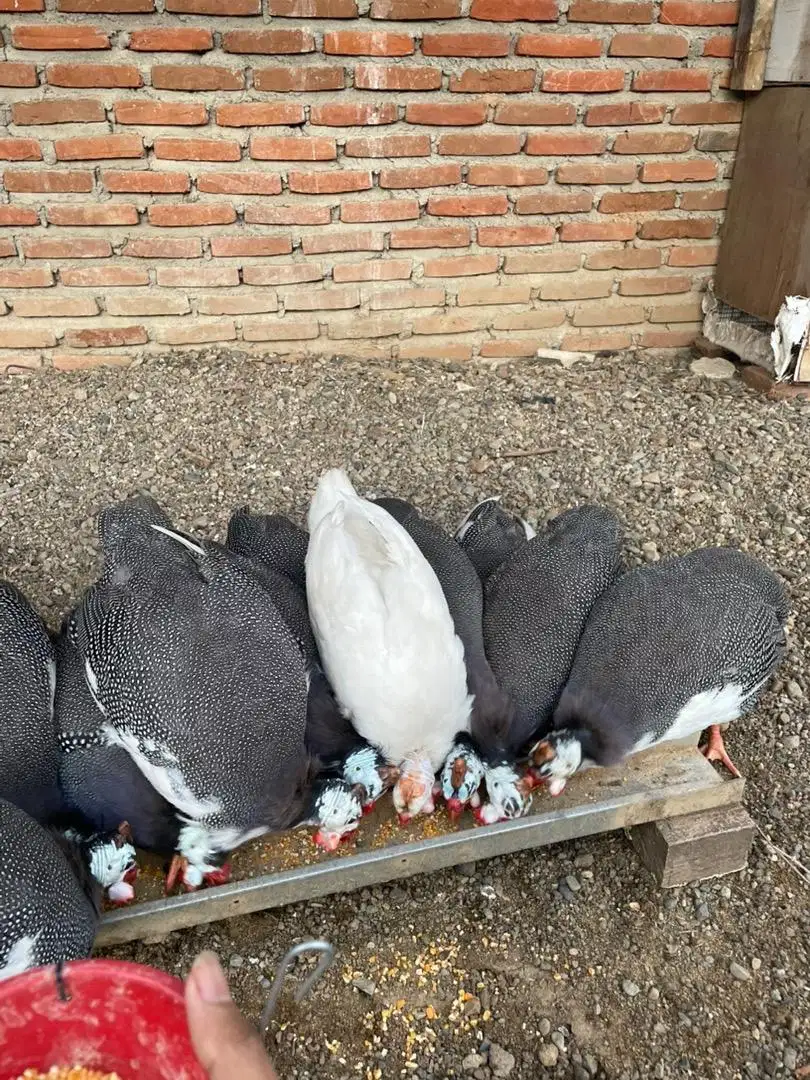 Ayam hias mutiara