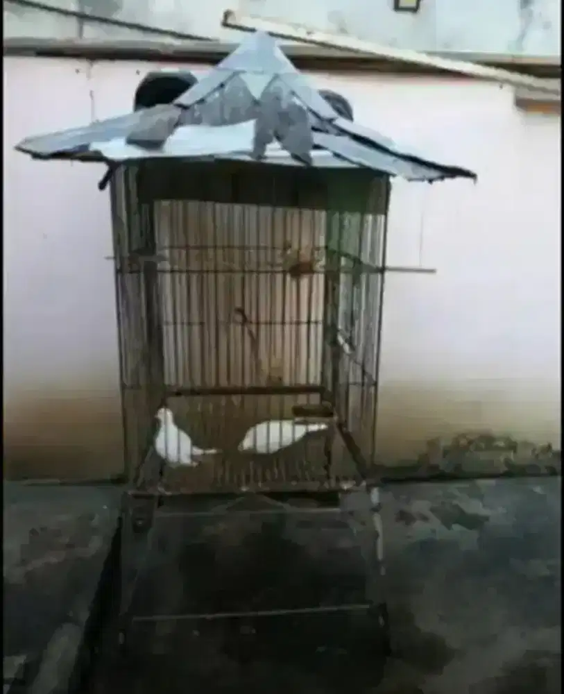 KANDANG BESI BESAR KOKOH + SEPASANG BURUNG PUTER