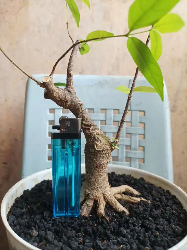 Bonsai anting putri anput