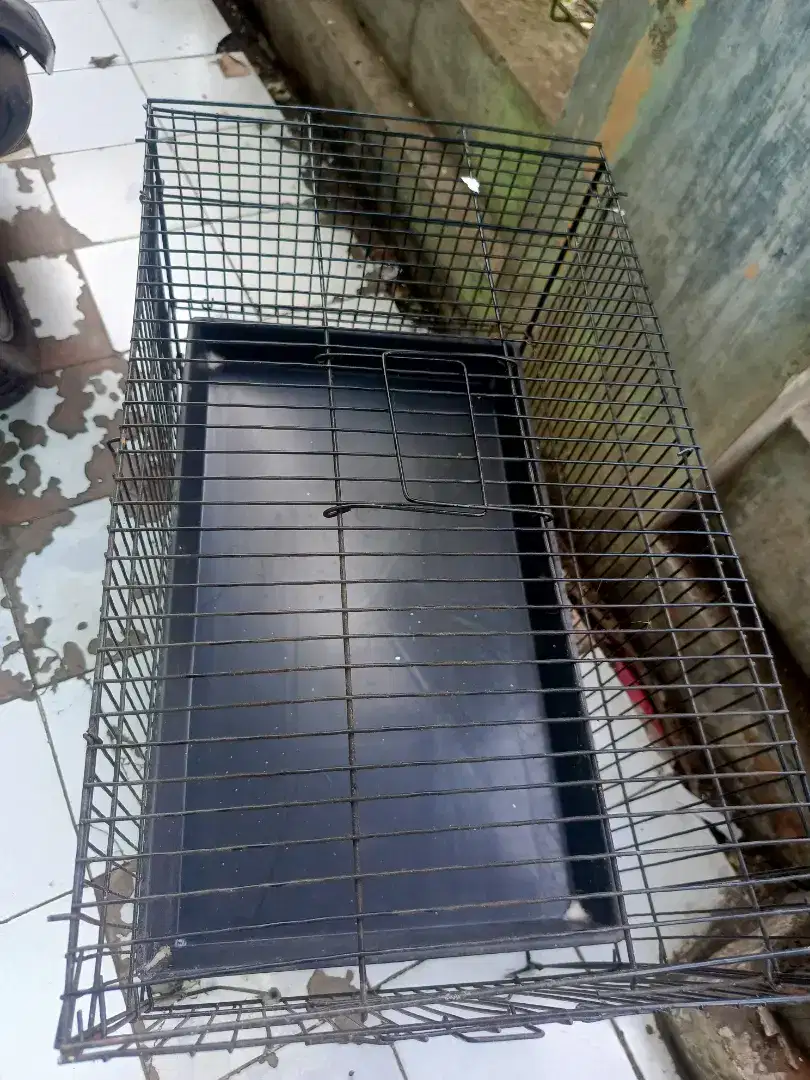 keramba mandi murai