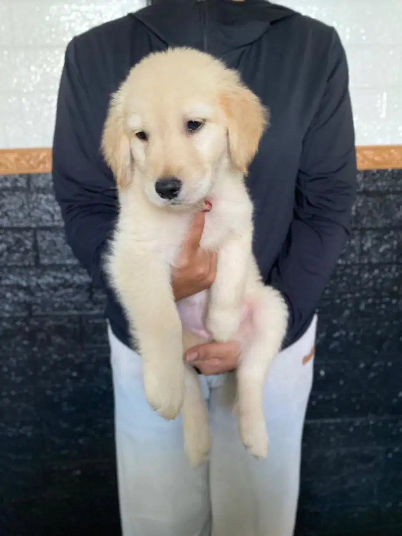 Puppy Golden Retriever Pure Betina