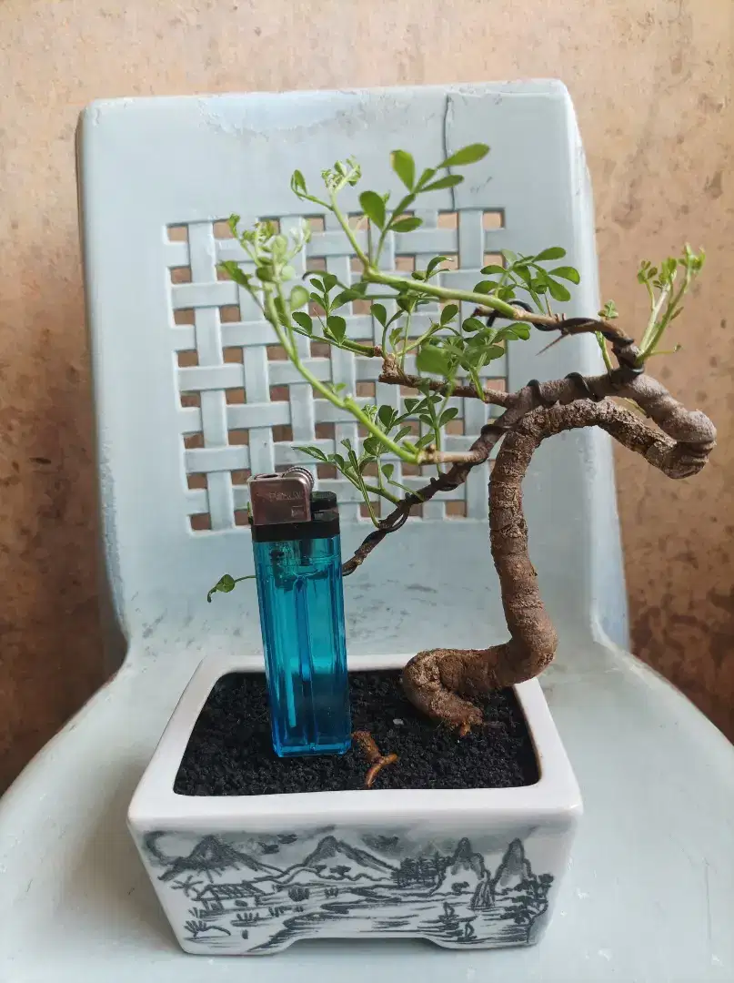 Bonsai kawista batu
