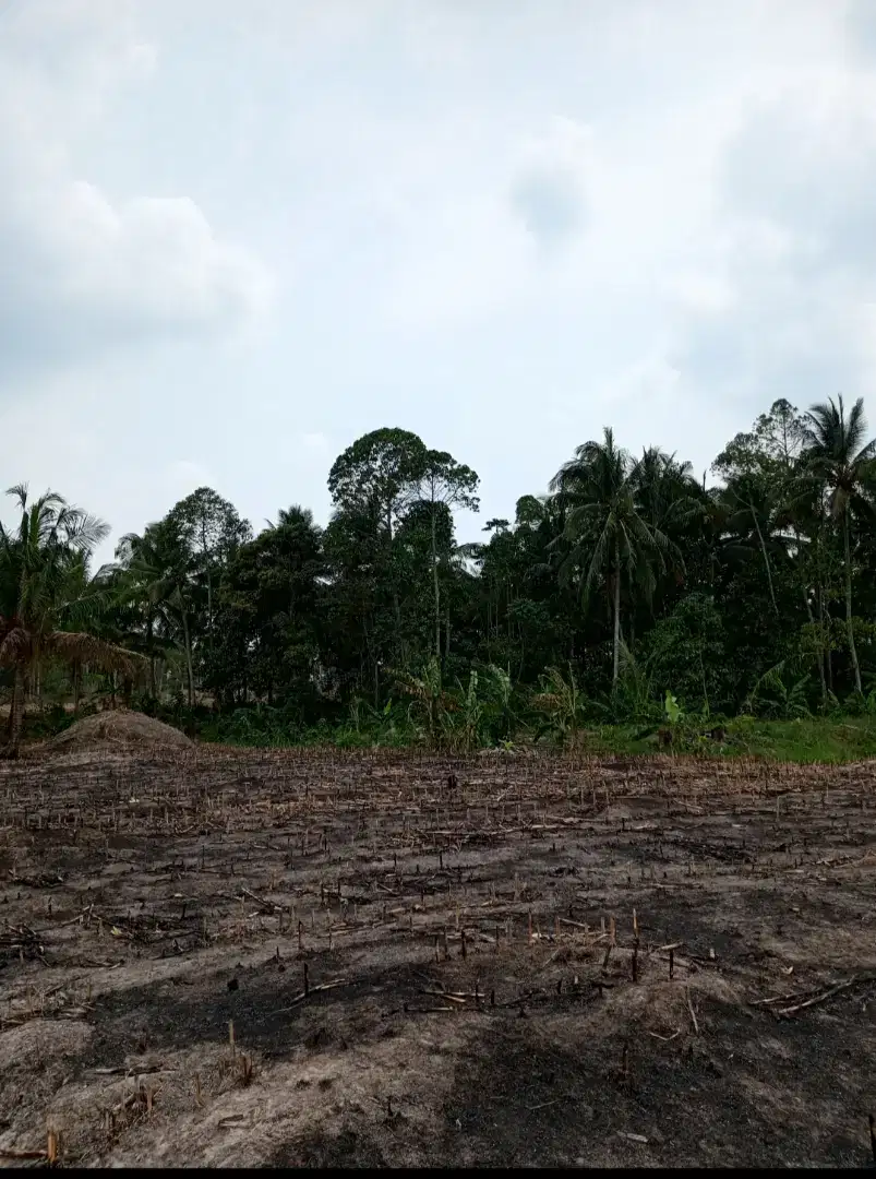 Dijual tanah kebun